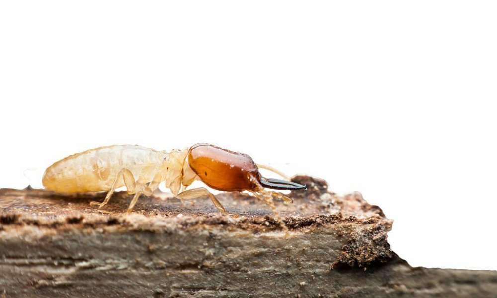 How To Get Rid Of Drywood Termites Naturally