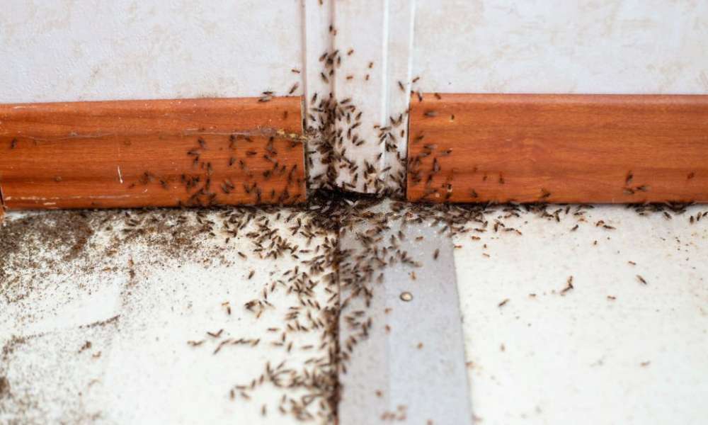 How To Get Rid Of Termites In Kitchen Cabinets