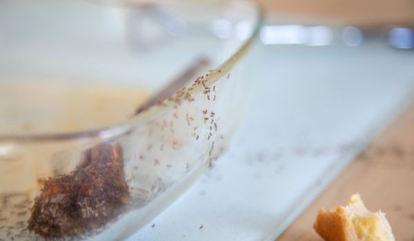 Reasons Ants Are Attracted To Kitchen Sinks
