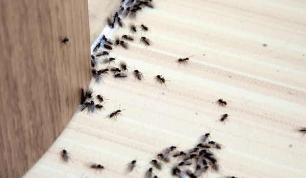 Understanding Ant Infestations
