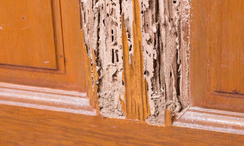 How To Get Rid Of Drywood Termites In Kitchen Cabinets