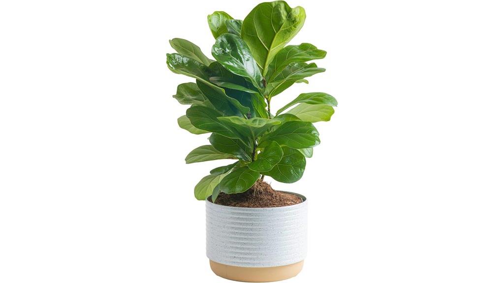 indoor fig plant pot