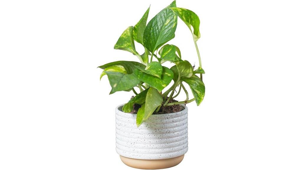indoor pothos houseplant