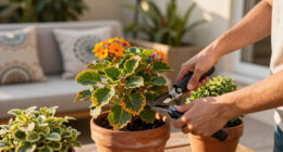Heat-Proof Flowering Shrubs For Hotter Summers – 6 Of The Best That Will Flourish in Drought and Heat Without Fuss