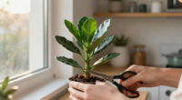 What To Do With A Jade Plant In June – 5 Easy Tasks For Lush, Sculptural Growth All Summer Long
