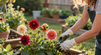 I Never Skip These 7 Dahlia Jobs In August – They're The Secret To Bigger Blooms That Last Until Frost
