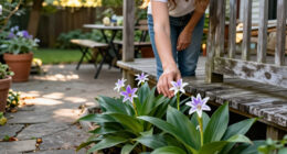 Toad Lilies Are The Shade-Loving Perennials Your Fall Garden Needs